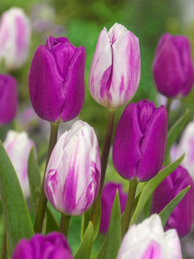 Tulpe 'Purple Flag' - 25 Stück