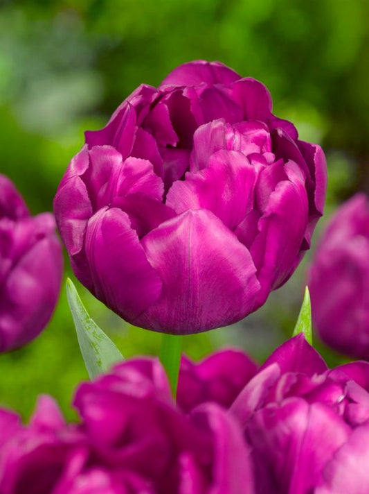 Tulpen Purple power