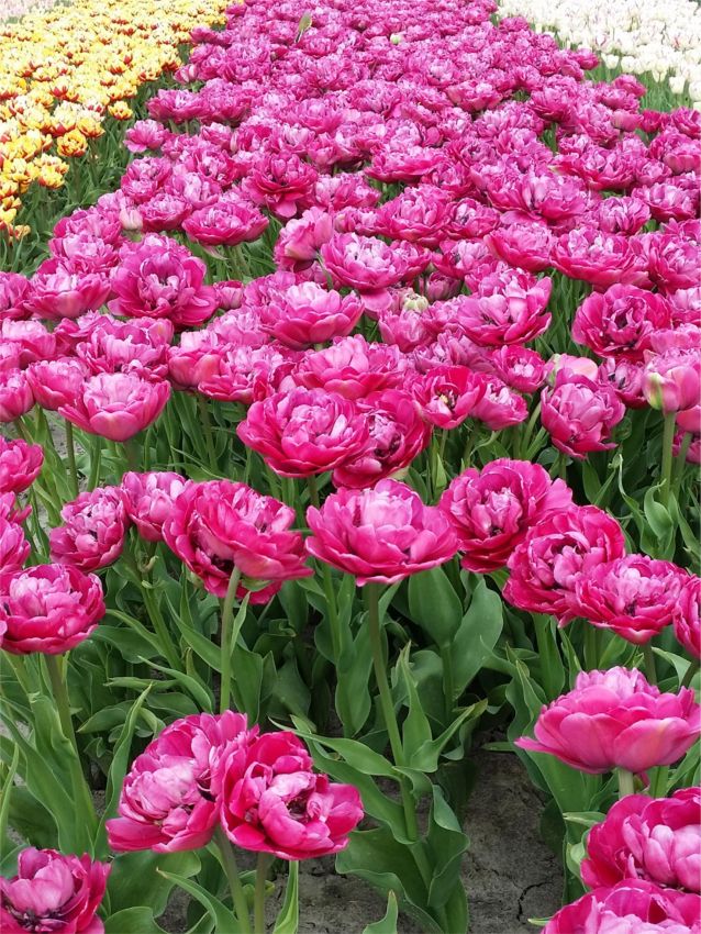 Tulpe 'Purple Power' - 20 Stück