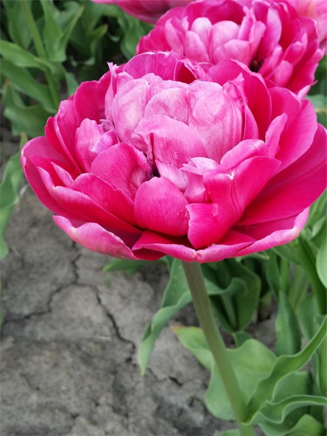 Tulpe 'Purple Power' - 20 Stück
