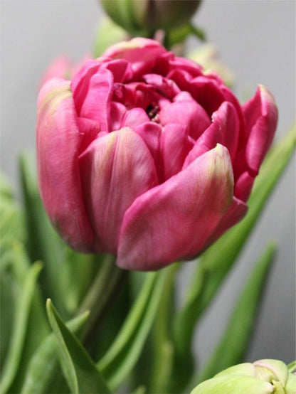 Tulpe 'Purple Power' - 20 Stück