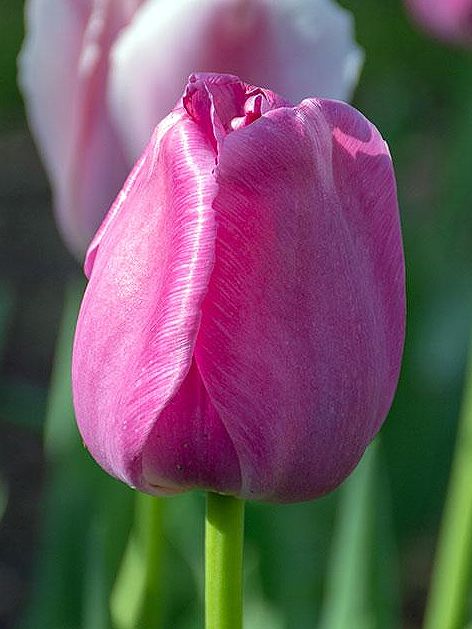 Tulpen Purple pride