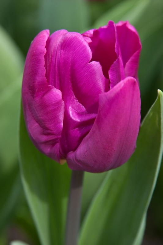 Tulpen Purple prince