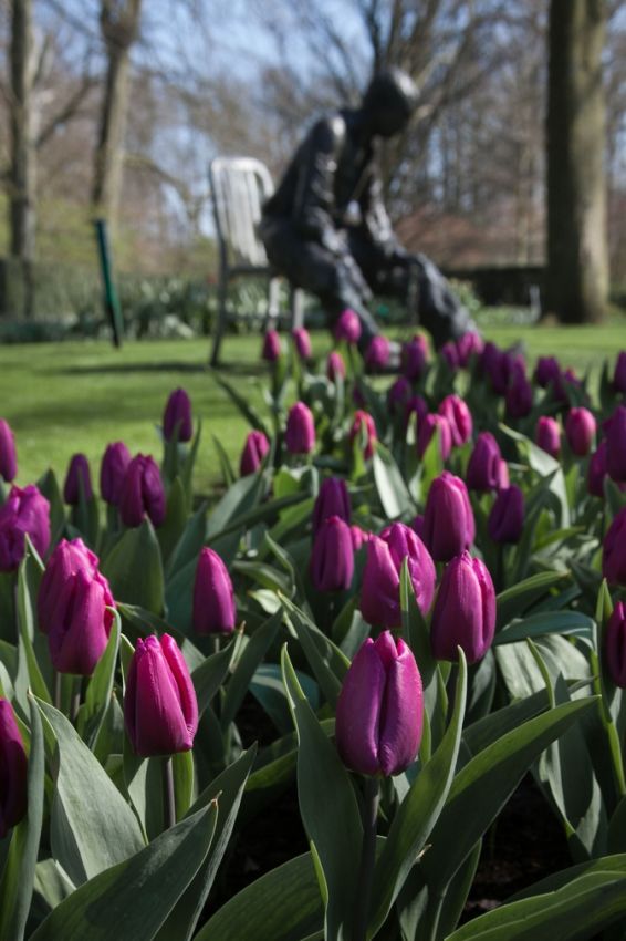 Tulpe 'Purple Prince' - 25 Stück