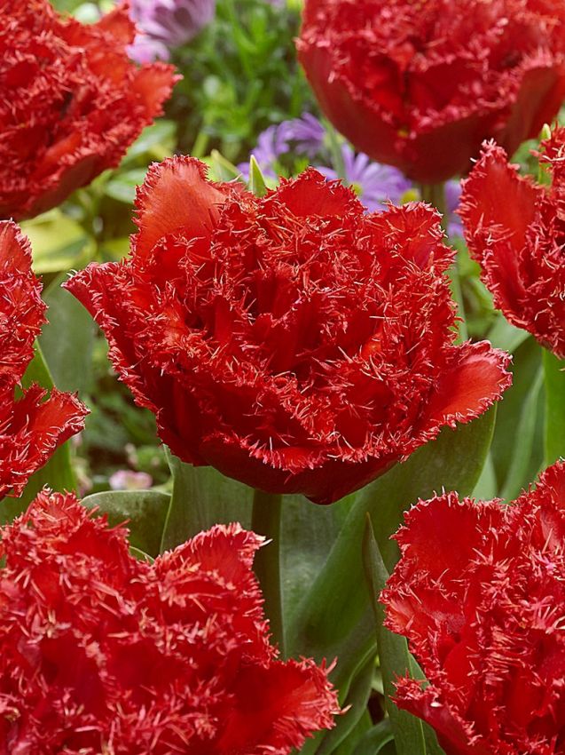 Tulpen Qatar
