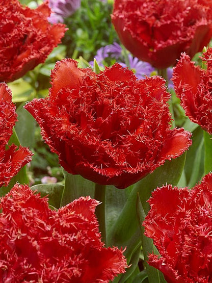 Tulpen Qatar