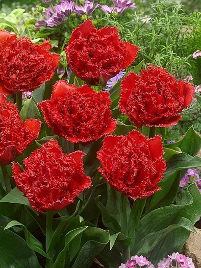 Tulpe 'Qatar' - 15 Stück
