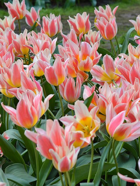 Tulpe 'Quebec' - 25 Stück