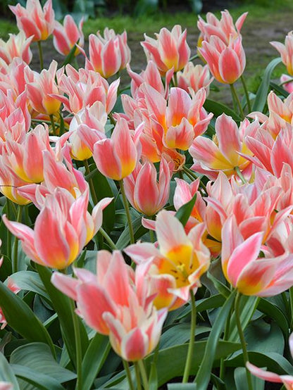 Tulpe 'Quebec' - 25 Stück