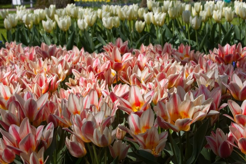 Tulpe 'Quebec' - 25 Stück