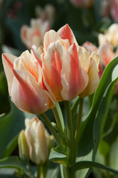 Tulpe 'Quebec' - 25 Stück