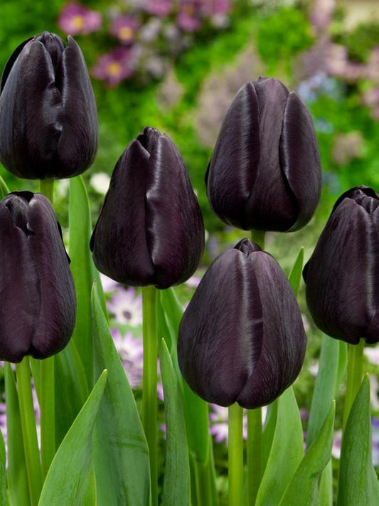 Tulpen Queen of night