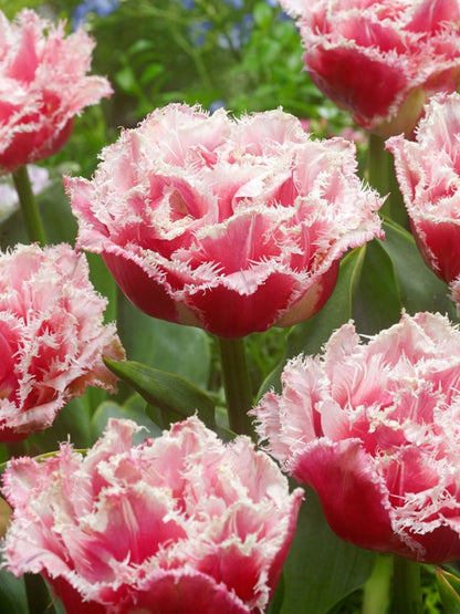 Tulpen Queensland