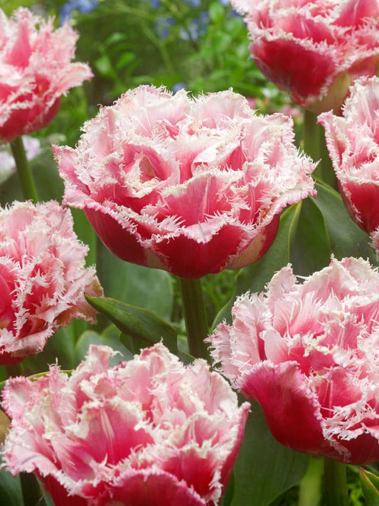 Tulpen Queensland
