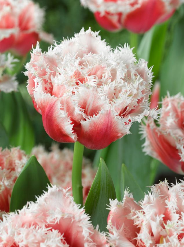 Tulpe 'Queensland' - 15 Stück
