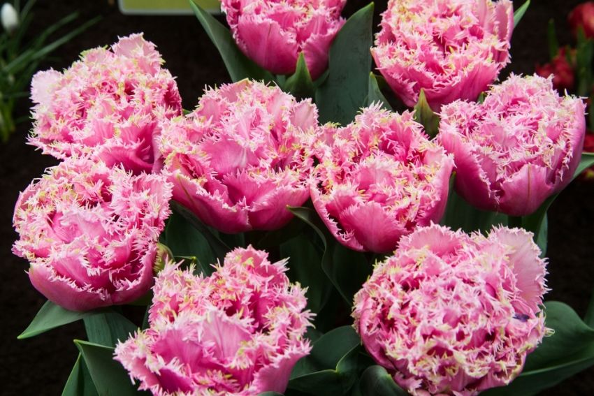 Tulpe 'Queensland' - 15 Stück