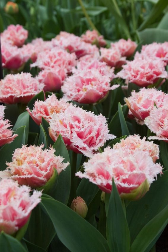 Tulpe 'Queensland' - 15 Stück