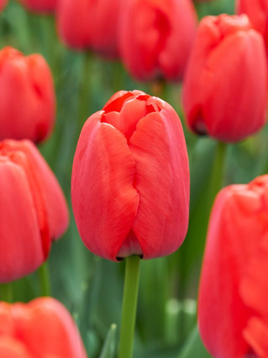 Tulpen Red pride