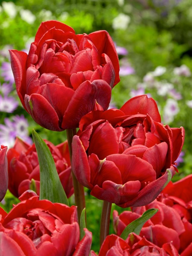 Tulpe 'Red Princess' - 25 Stück