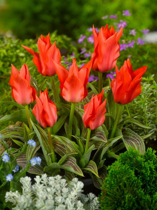 Tulpen Rotkappchen