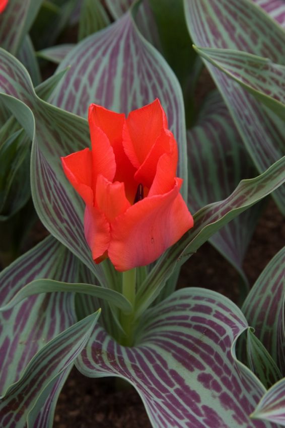 Tulpe 'Rotkappchen' - 25 Stück