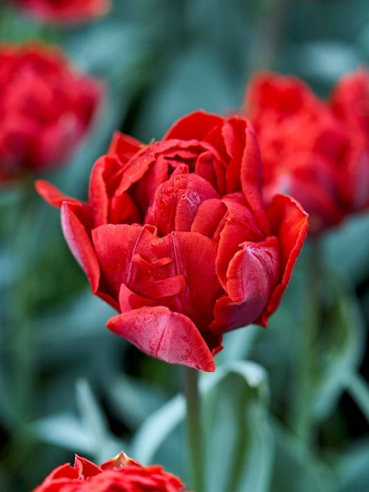 Tulpen Red princess
