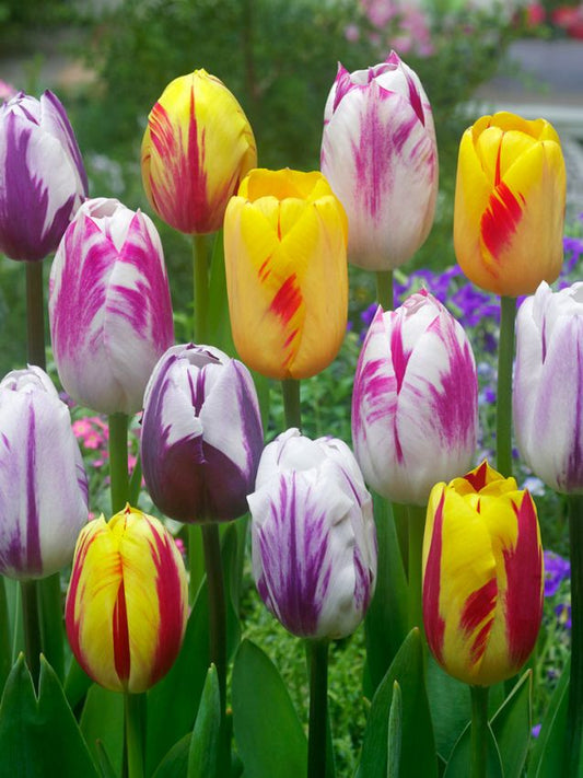 Tulpen Rembrandt mischung