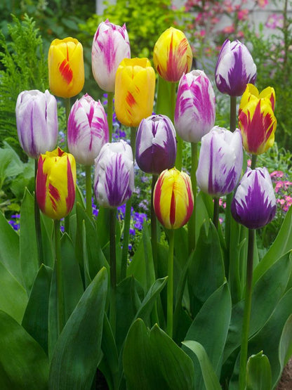 Tulpe 'Rembrandt Mischung' - 20 Stück