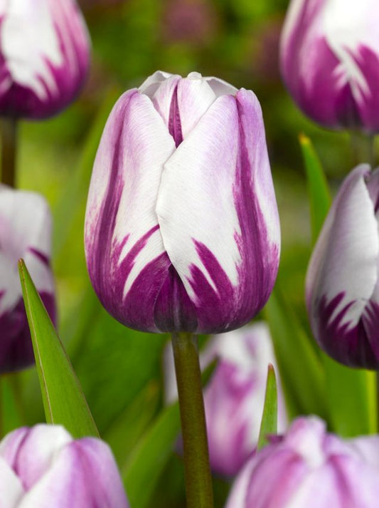 Tulpen Rems favourite