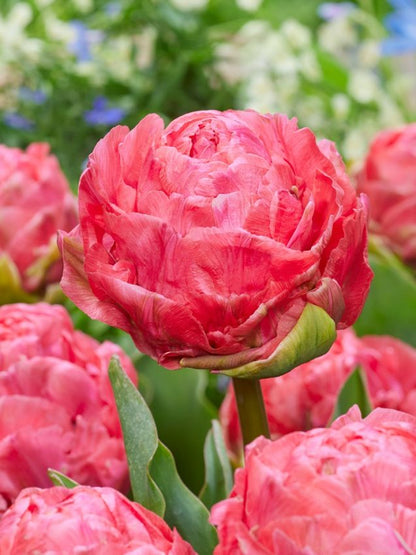 Tulipa 'Renown Unique' - Tulpe