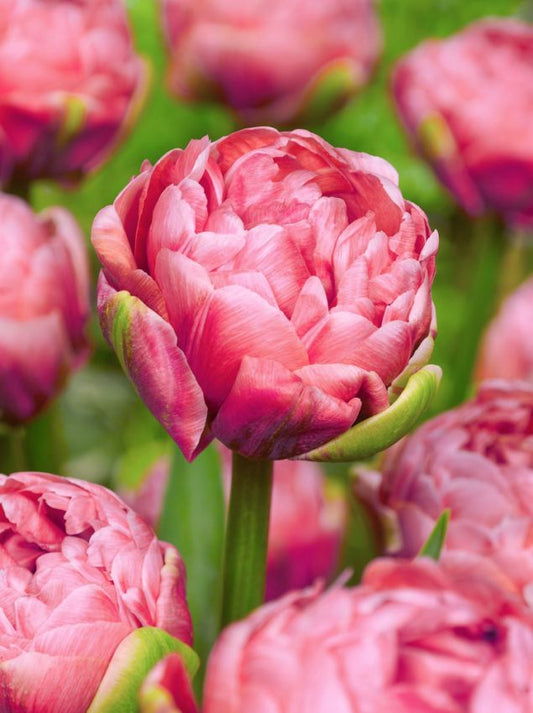 Tulpen Renown unique