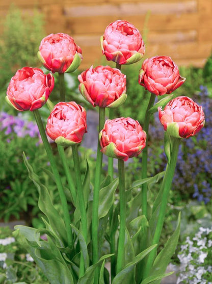 Tulipa 'Renown Unique' - Tulpe