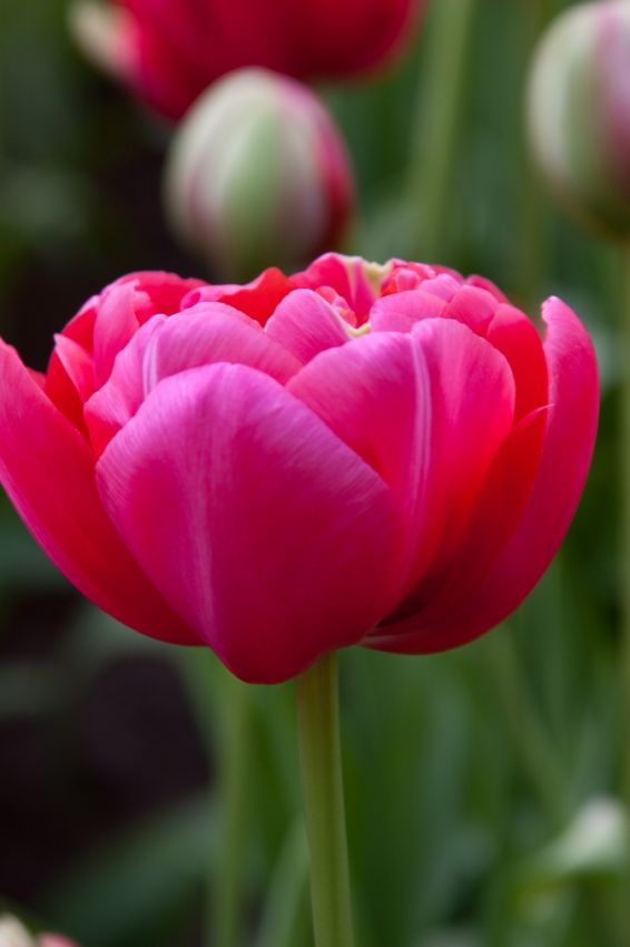 Tulipa 'Renown Unique' - Tulpe