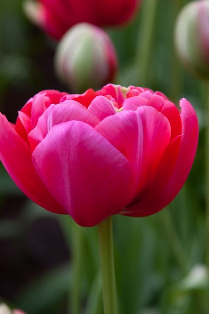 Tulipa 'Renown Unique' - Tulpe