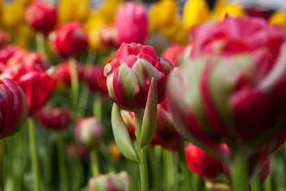 Tulipa 'Renown Unique' - Tulpe