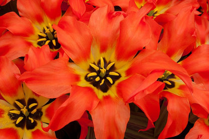 Tulpe 'Rigas Barikades' - 20 Stück