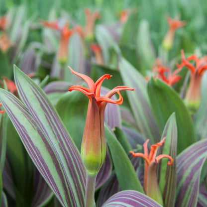 Tulpe 'Rigas Barikades' - 20 Stück