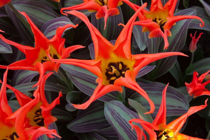 Tulpe 'Rigas Barikades' - 20 Stück
