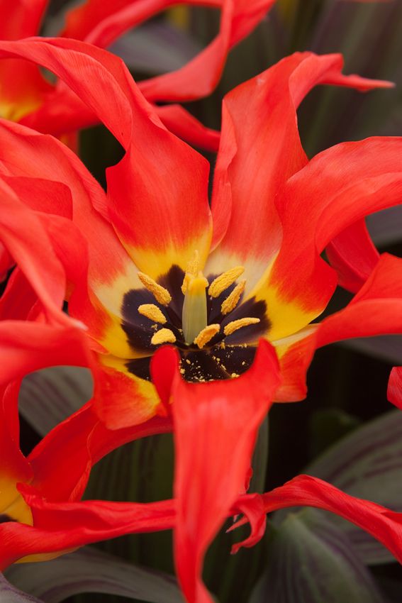 Tulpe 'Rigas Barikades' - 20 Stück
