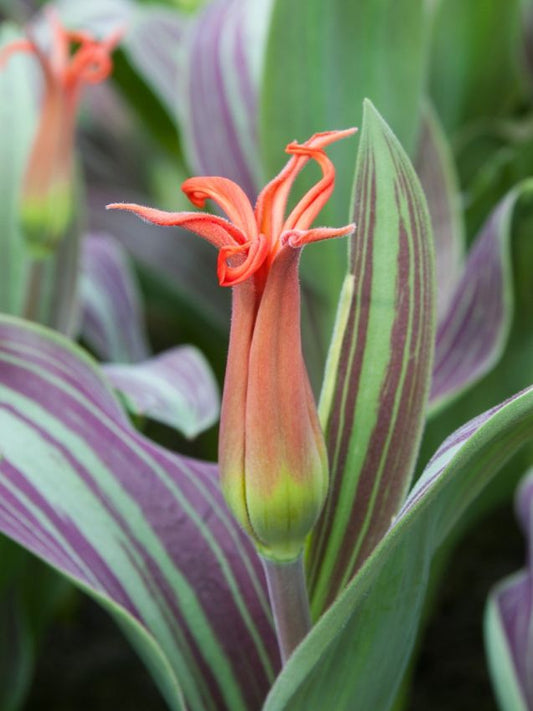 Tulpen Rigas barikades