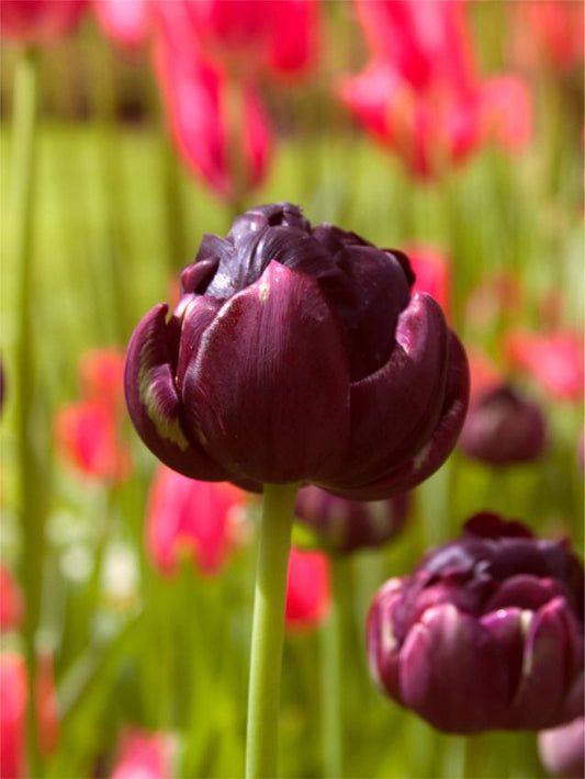 Tulpen Roadstar