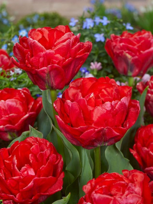 Tulpen Rockabilly