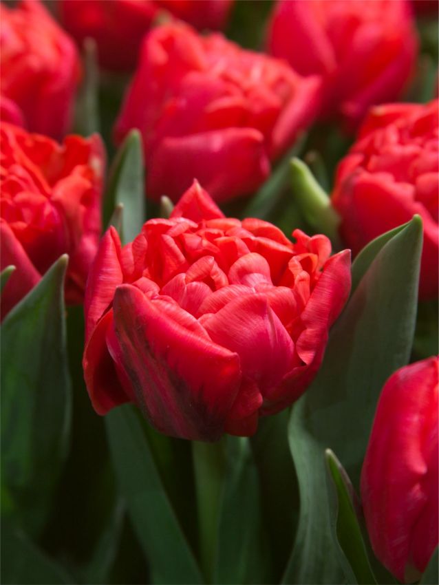 Tulpe 'Rockabilly' - 25 Stück