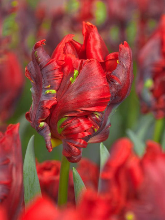 Tulpen Rococo