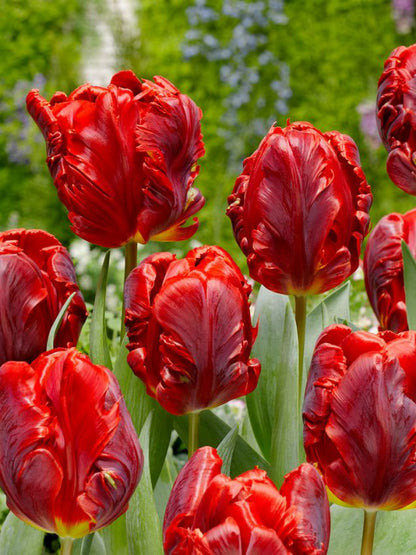 Tulpe 'Rococo' - 20 Stück