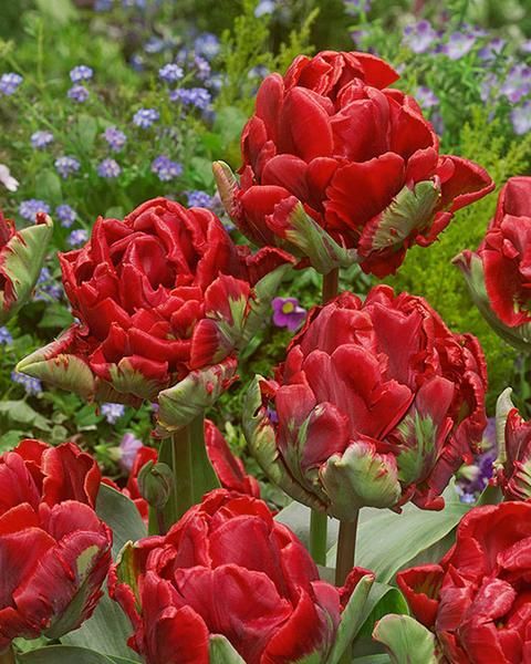 Tulpen Rococo doppelt