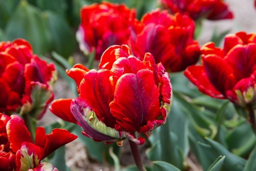 Tulpe 'Rococo Doppelt' - 15 Stück