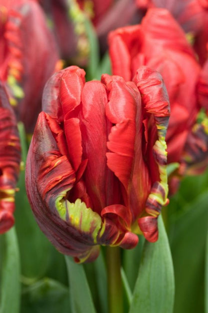 Tulpe 'Rococo' - 20 Stück