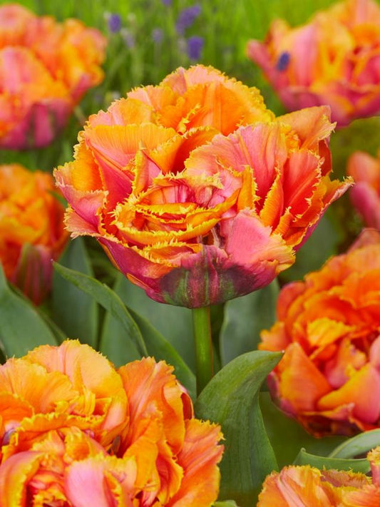 Tulpen Royal centennial