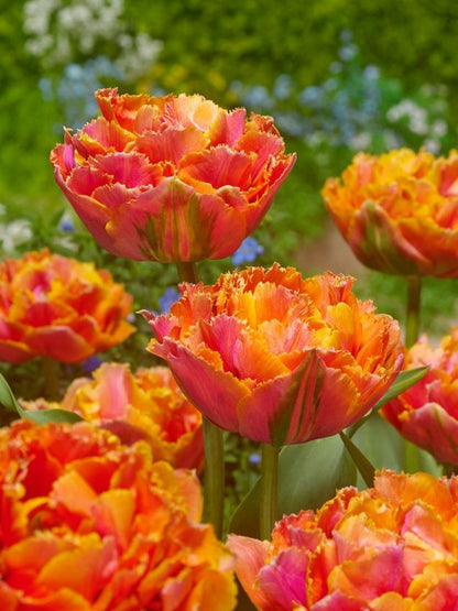 Tulpe 'Royal Centennial' - 24 Stück